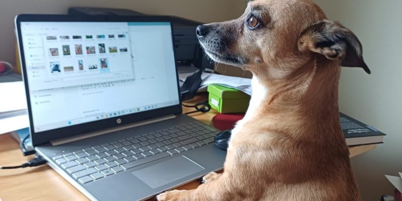 Hündin Elsa vor dem Laptop