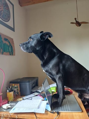 Hund Kalle am Laptop
